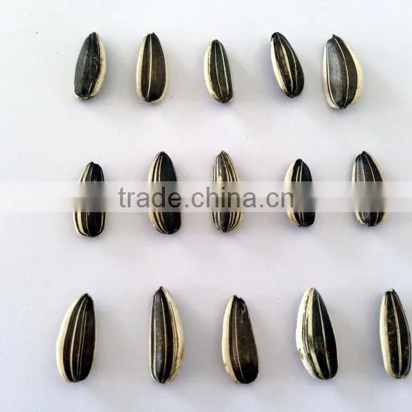 Purity 99.99% Inner Mongolia Sunflower Seeds Price photo-2
