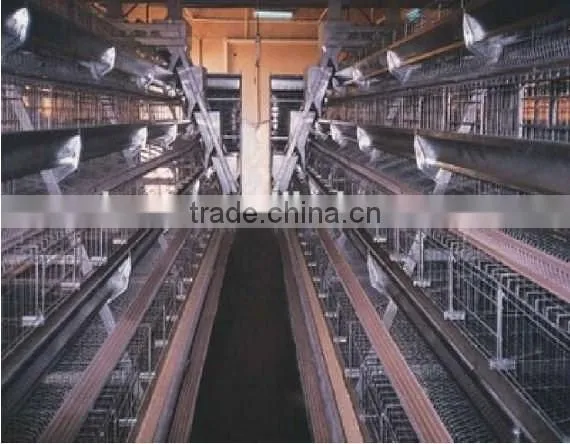 Best Selling Quail Cage For Sale in Quail Farm photo-3