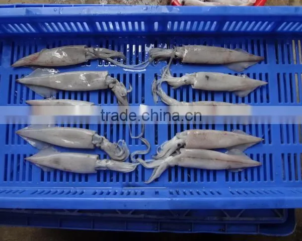 Squid Needle photo-5