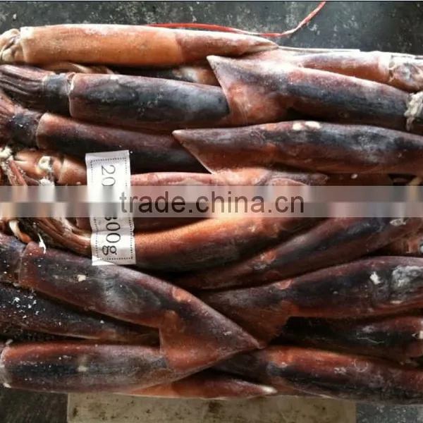 Dulse Seaweed of Illex Squid photo-2