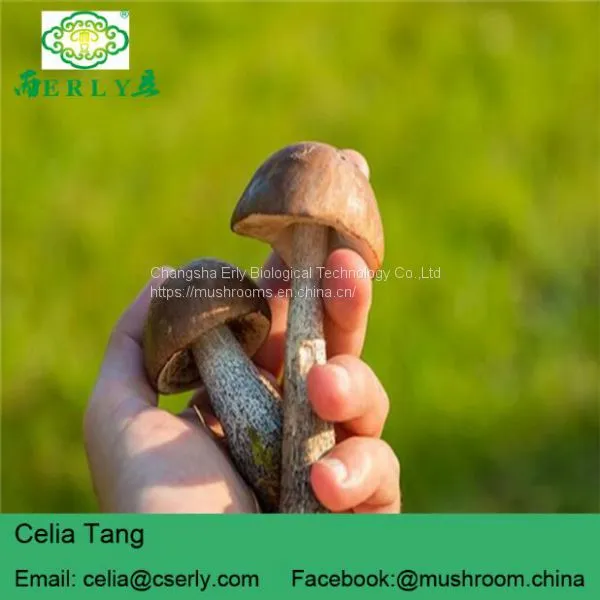 Pilose Antler Lyophyllum Decastes Mushroom
