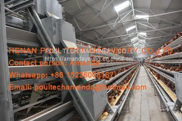 Chicken Farming A Type Battery Hen Chicken Cage & Laying Egg Chicken Coop With Automatic Chicken Cage for 120 Birds in Shed photo-2
