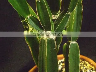 Best Quality Cissus Quadrangularis Powder Sale photo-2