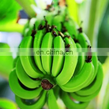 Banana Peeling Machine for Green Banana or Ripe Banana