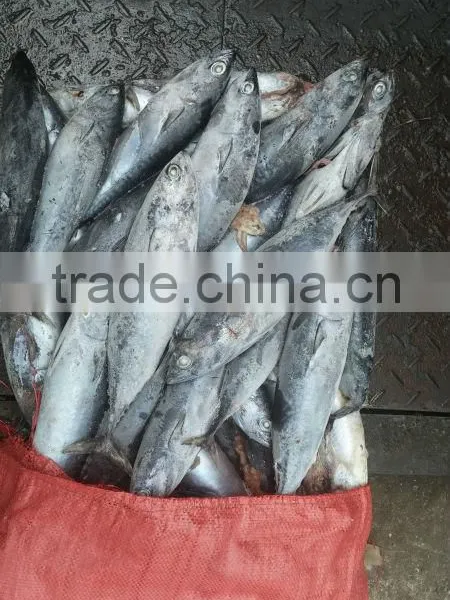 High Quality Seafood Frozen Fish Pacific Bonito Size 500 photo-5