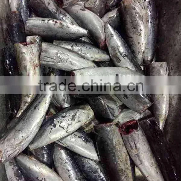 New HGT Frozen Bonito Fish and Auxis Thazard photo-4