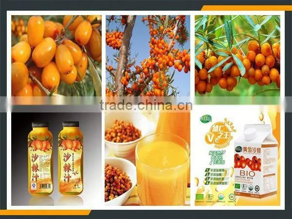 Leader Industrial Stainless Steel Sea Buckthorn Fruit Stemming Machine photo-6