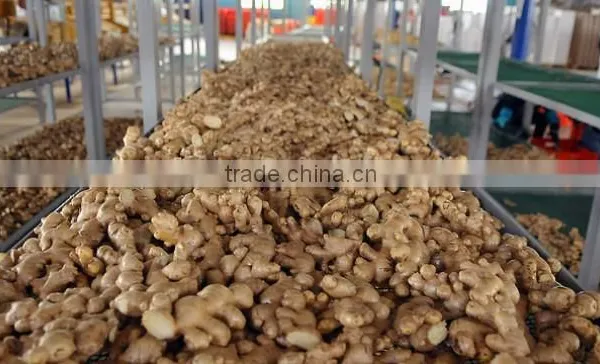 ORGANIC FRESH GINGER VIETNAM FOR GINGER SLICES photo-2
