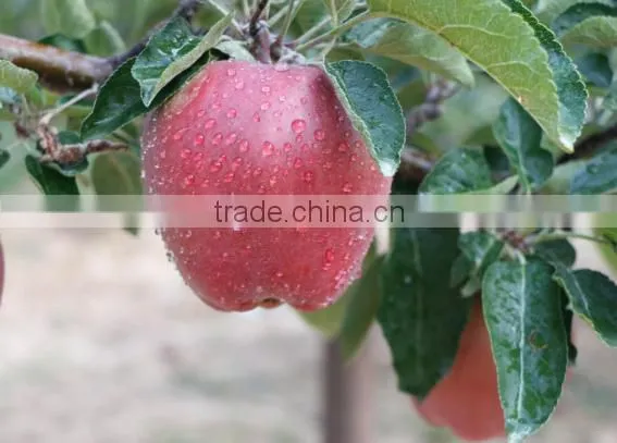 2016 New Crop New Season Huaniu Apple Fresh Apple China