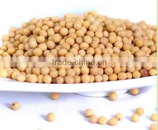 Low Price Soybean With High Nutritional Value From China photo-2