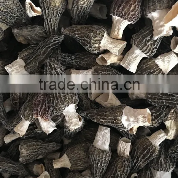 High Quality Morels/morilles/morchella Conica/cultivate Morels/morel Mushroom