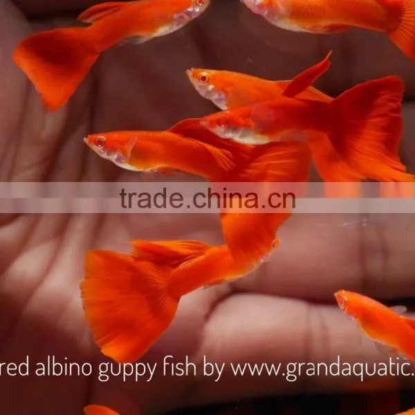 Full Red Albino Guppy for Freshwater Aquarium Fish Export Company From Thailand photo-2