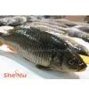 Frozen Whole Round Carp