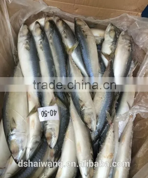 BQF Whole Round Pacific Mackerel Size 40 - 50 Pcs /g photo-5