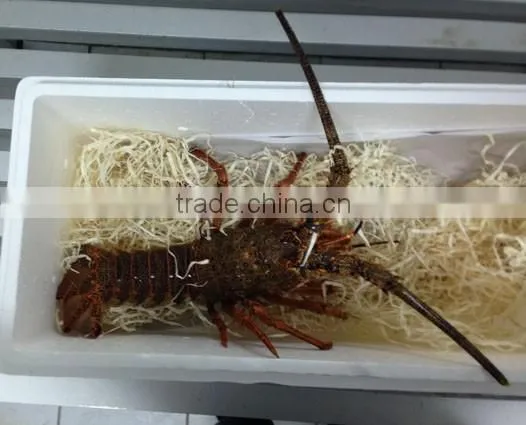 Juan Fernandez Rock Lobster - LIVE