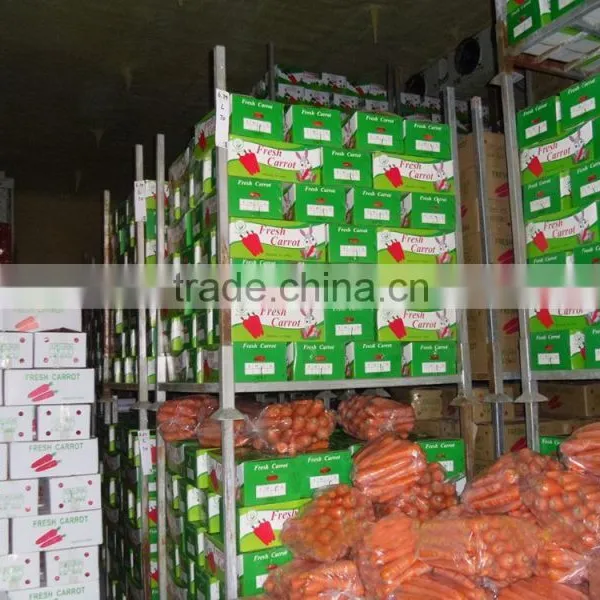 Supplier Bulk Carrot Sale Carrot Price photo-4