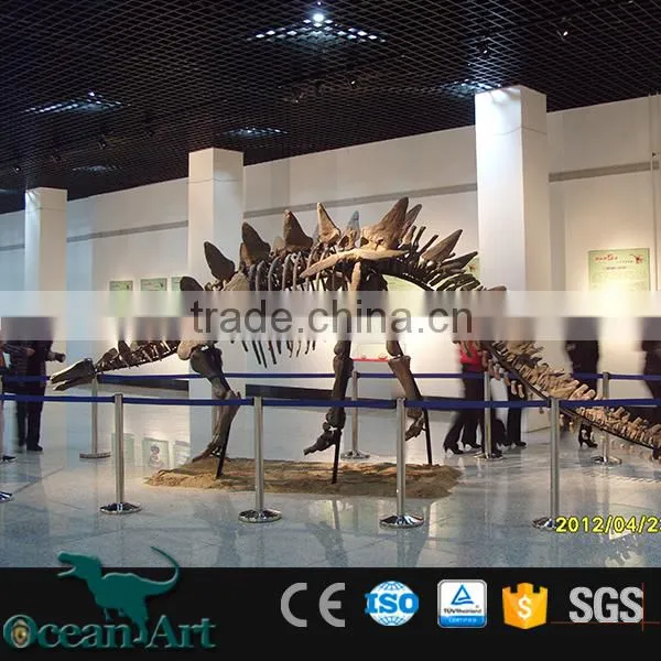 OAV3126 1:1 Dinosaur Skeleton Model photo-3