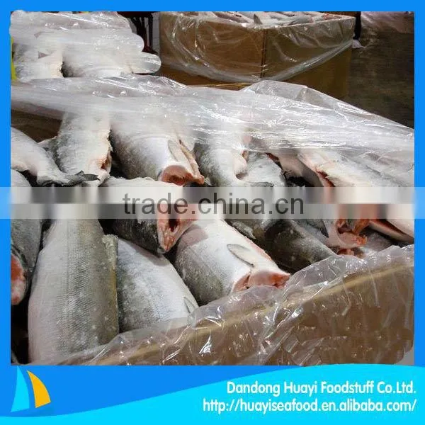 New Fresh Frozen Wild Salmon Chum Salmon