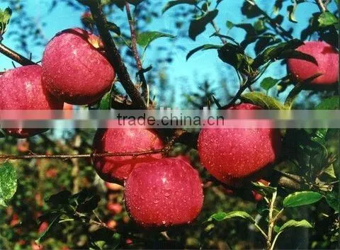 Fresh Qinguan Apple