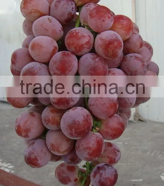 Fresh Style and Grapefruit Type Fresh Fruit From China photo-3