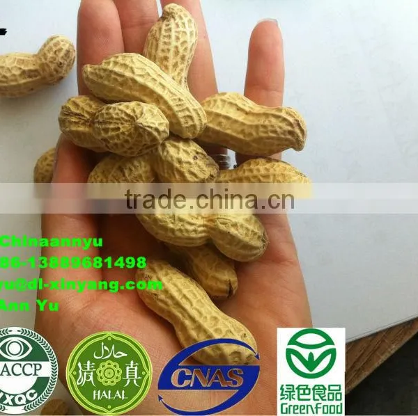High Quality Roasted Peanut in Shell