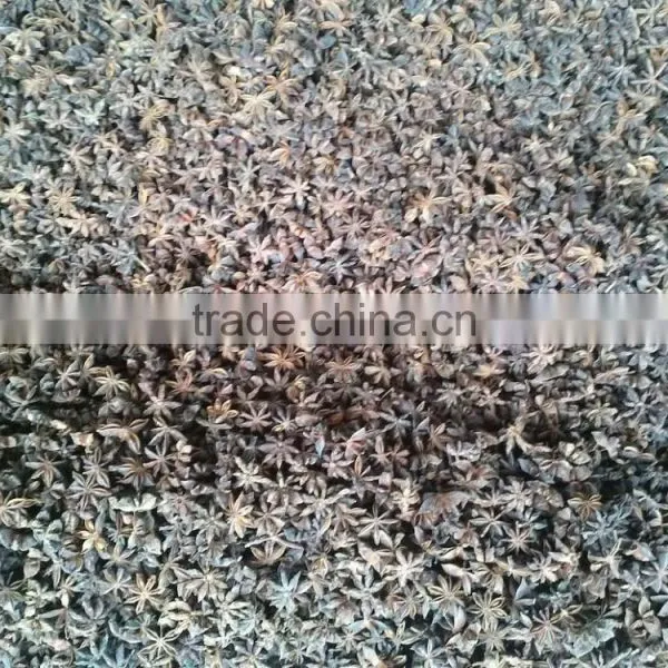 SPRING STAR ANISEED photo-5
