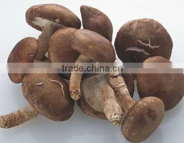 Lentinus Edodes/mushroom Champignon/champignon Mushroom photo-5
