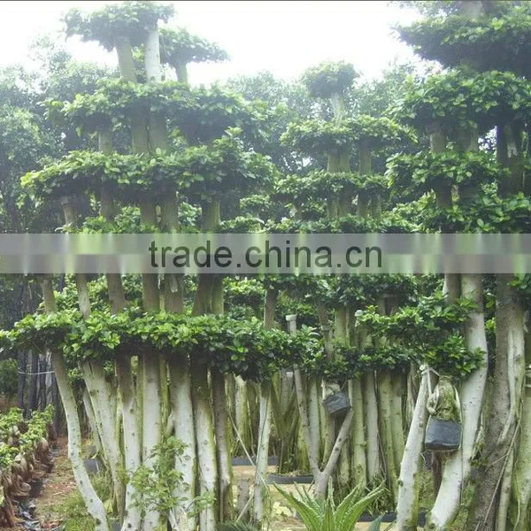 Ficus Microcarpa Bonsai photo-2