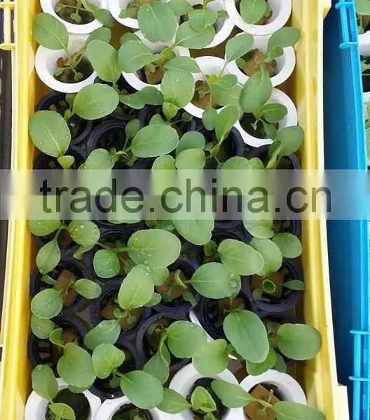 Wholesale Price Hydroponics Rockwool Manufacturer photo-6