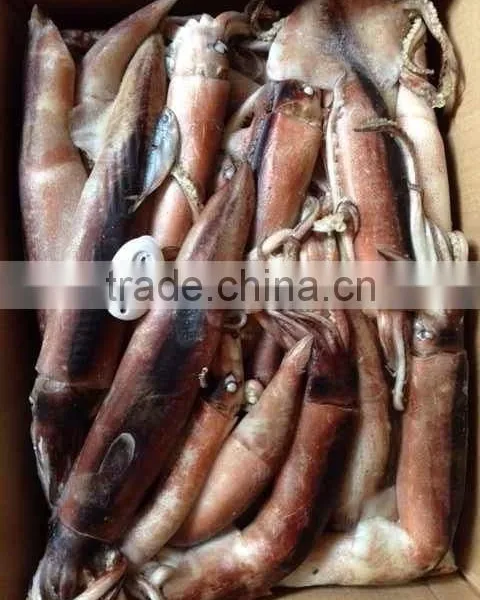 Japenese Squid Product Type