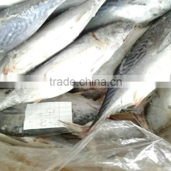 Skip Jack Tuna/ Aku Fish/ Katsuwonus Pelamis Fish