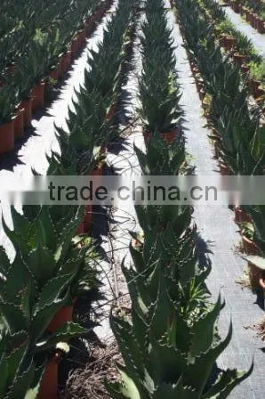 Agave Salmiana Var. Ferox "Manguey de Pulque" in 8 Liters Pot photo-2