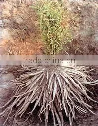 Asparagus Racemosus Root Extract photo-3