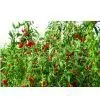 Chinese Wolfberry