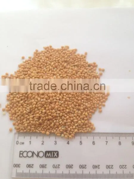 Yellow Millet