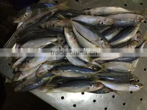 Frozen Mackerel Fish Equus Lacertus With Size 90 - 110 g / Pcs photo-2