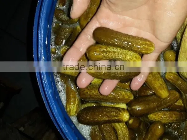 Cornichons in Acetic Acid