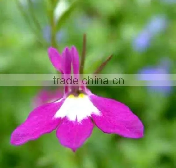 Sessile Lobelia, Lobelia, Flower Seeds , Herb Seed,vegetalbe Seed,fruit Seed,grass Seed photo-6