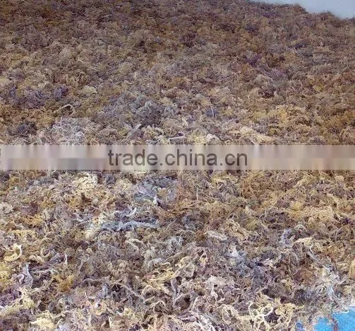 Seaweed Eucheuma Cottonii Origin Sulawesi