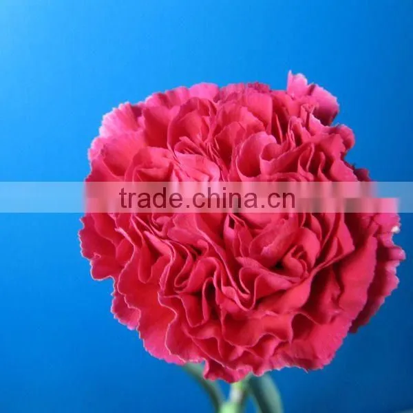 Wholesale Red Carnation Flower High Quality Types of Carnations photo-3