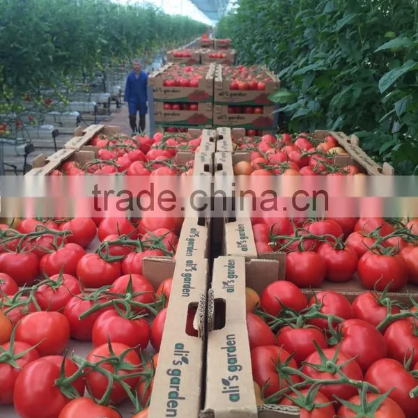 Red Tomato photo-4