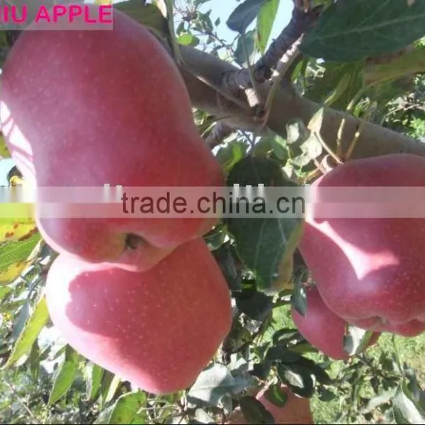 Huaniu Apple
