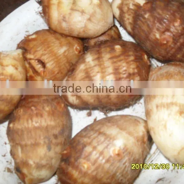 Fresh Taro