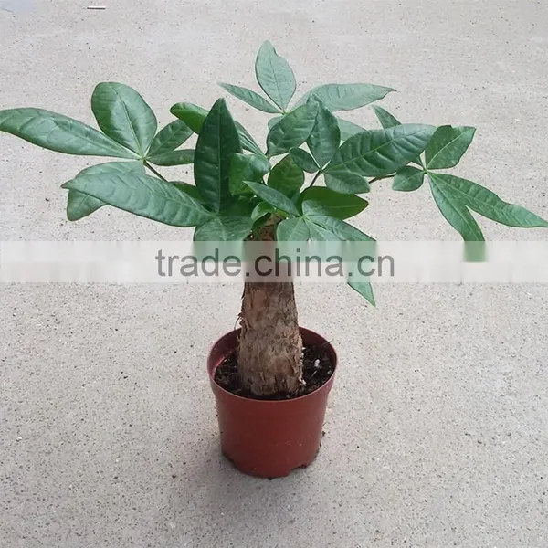 Woody Pachira Aquatica Outdoor Plants Trees and Flowers photo-5