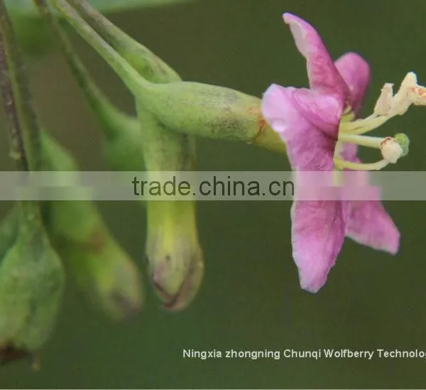 2016 Ningxia Chunqi Wolfberry /Gojiberry From Manufacture in Bulk photo-2