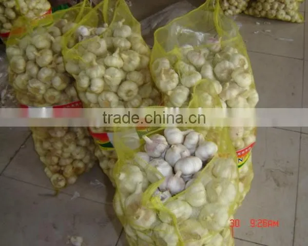 Normal White Garlic photo-2