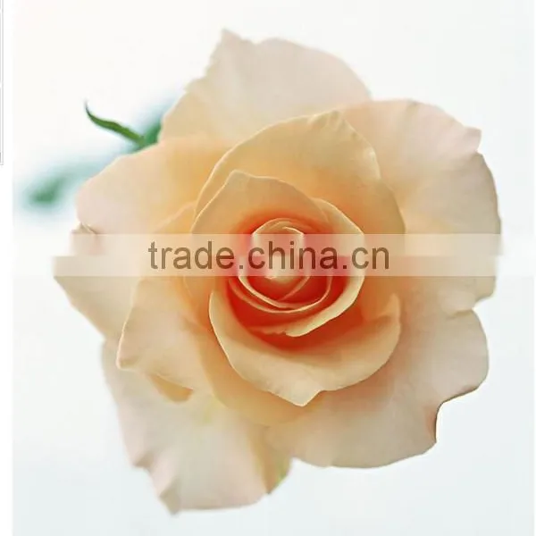 Wholesale Grade A Fresh Roses From India Fresh Rose Petals photo-3