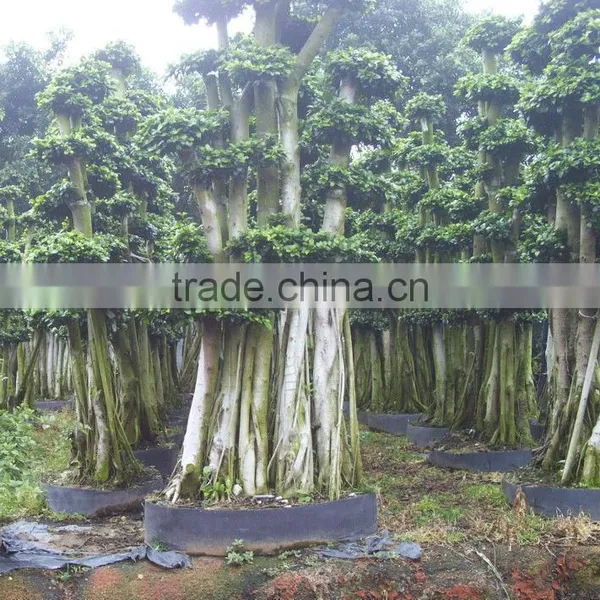 Ficus Microcarpa Bonsai