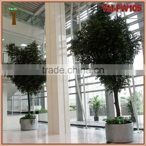 Customized Real Wood Ficus Tree photo-5