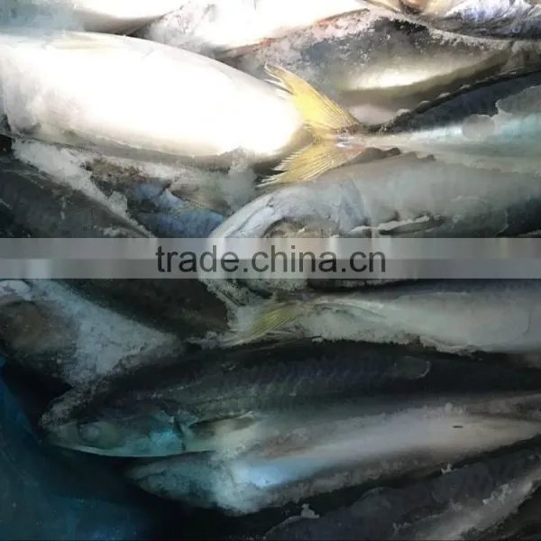 2017 New Food Grade Pacific Mackerel Frozen Manufactured in China photo-4